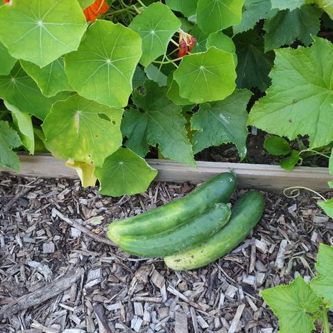 Cursus Ecologisch moestuinieren