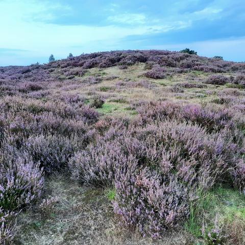 krachtplekwandelingen op de Veluwe