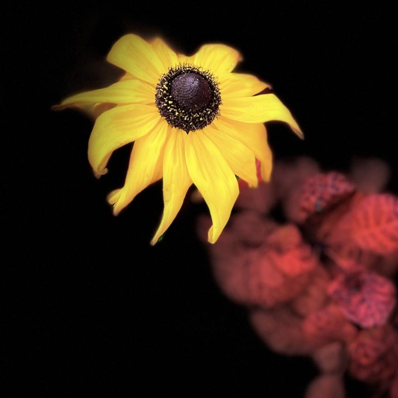 Workshop fotograferen met je mobiel — foto 2