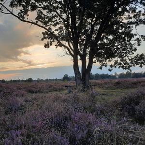 krachtplekwandelingen op de Veluwe