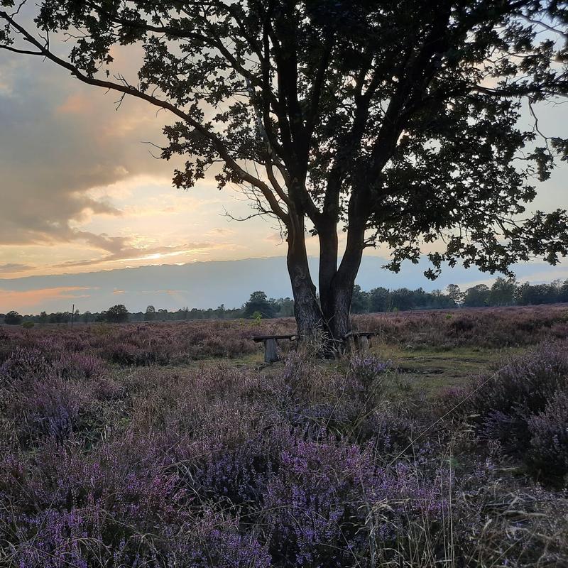 krachtplekwandelingen op de Veluwe