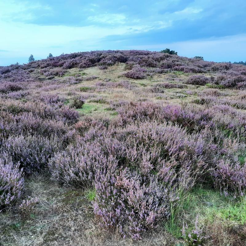 krachtplekwandelingen op de Veluwe — foto 2