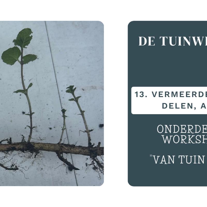 Tuinwerkplaats — foto 2