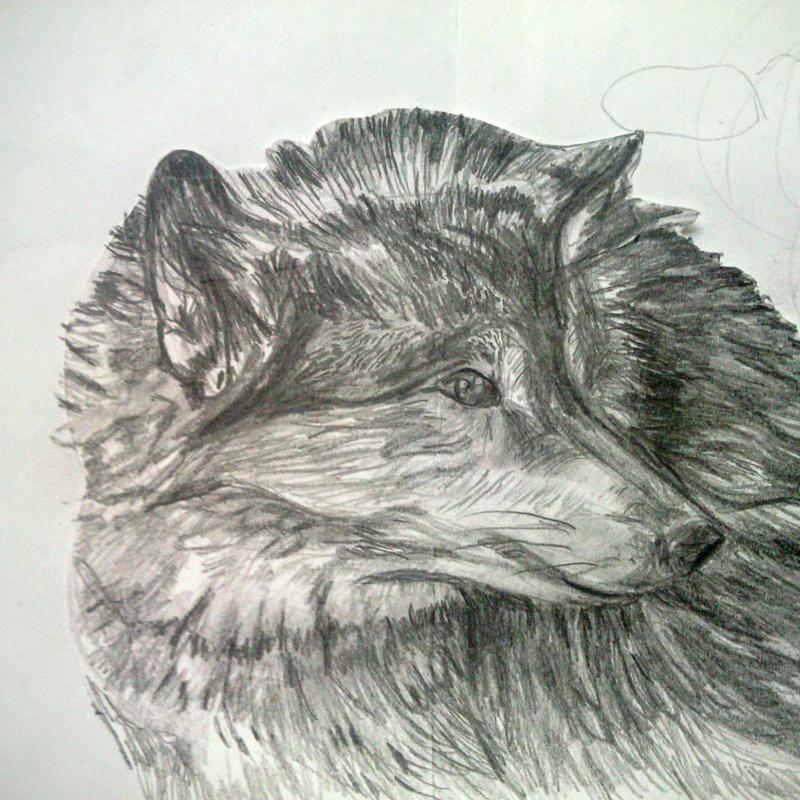 Weekend Workshop Tekenen North American Animals — foto 2