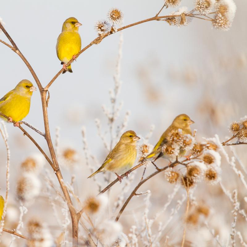 Natuurfotografie workshop oostvaardersplassen — foto 2
