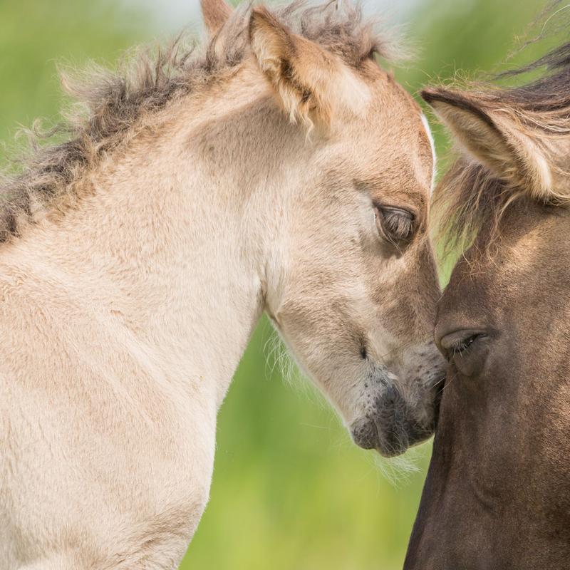Natuurfotografie workshop oostvaardersplassen — foto 3