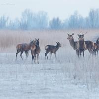 Natuurfotografie workshop oostvaardersplassen