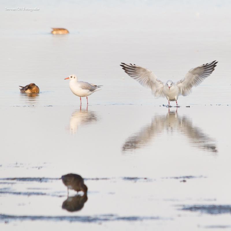 Natuurfotografie workshop oostvaardersplassen — foto 6