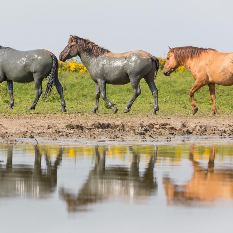 Natuurfotografie workshop oostvaardersplassen — foto 8