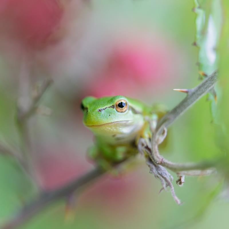 Natuurfotografie workshop amsterdamse waterleidingduinen — foto 2