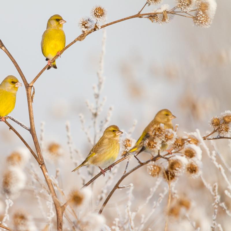 Natuurfotografie workshop amsterdamse waterleidingduinen — foto 4