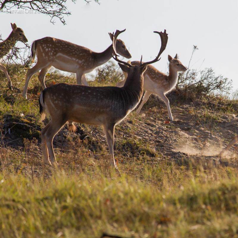 Natuurfotografie workshop amsterdamse waterleidingduinen — foto 6