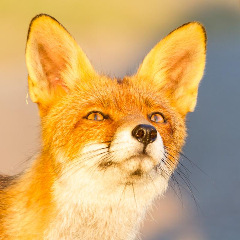 Natuurfotografie workshop amsterdamse waterleidingduinen — foto 7