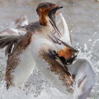 Vogelfotografie workshop balts van de fuut