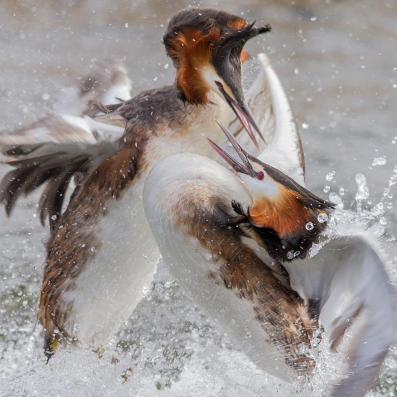 Vogelfotografie workshop balts van de fuut — foto 2