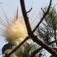 Vogelfotografie workshop balts van de fuut