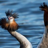 Vogelfotografie workshop balts van de fuut