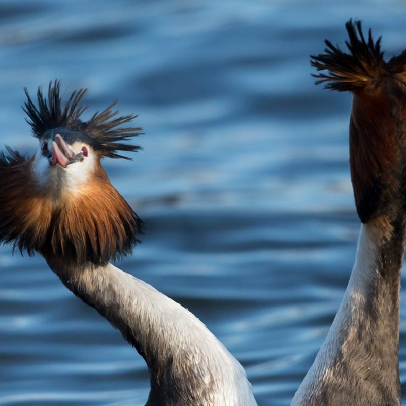Vogelfotografie workshop balts van de fuut — foto 5