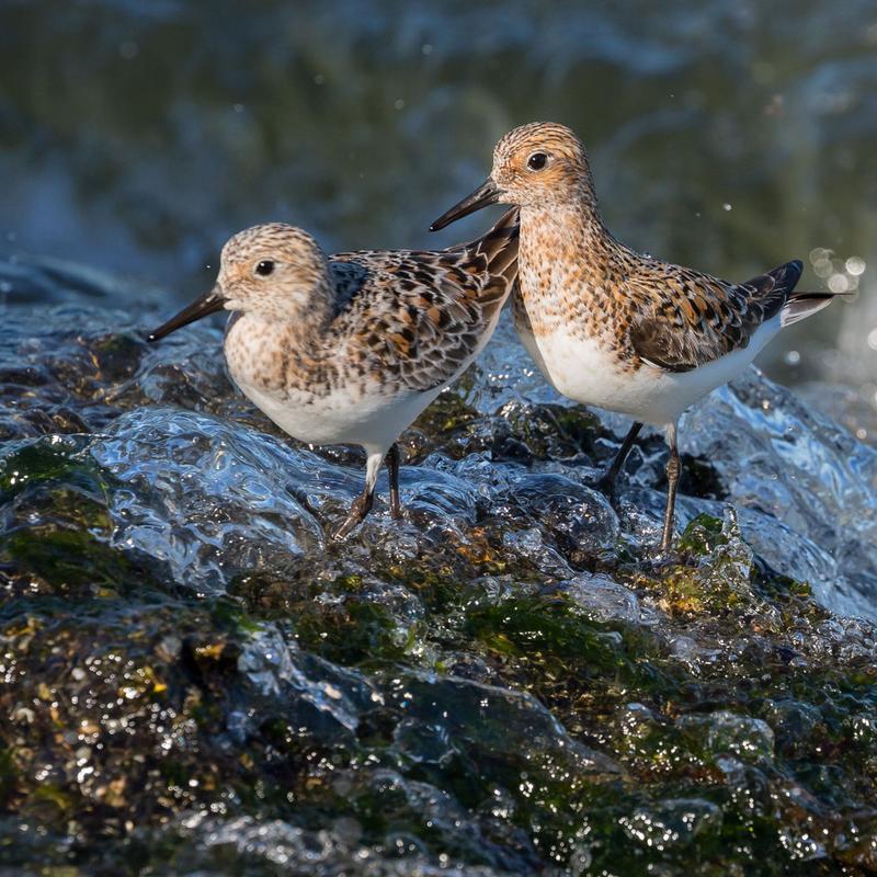 Vogelfotografie workshop strand en pier van ijmuiden — foto 3