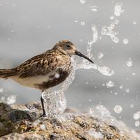 Vogelfotografie workshop strand en pier van ijmuiden