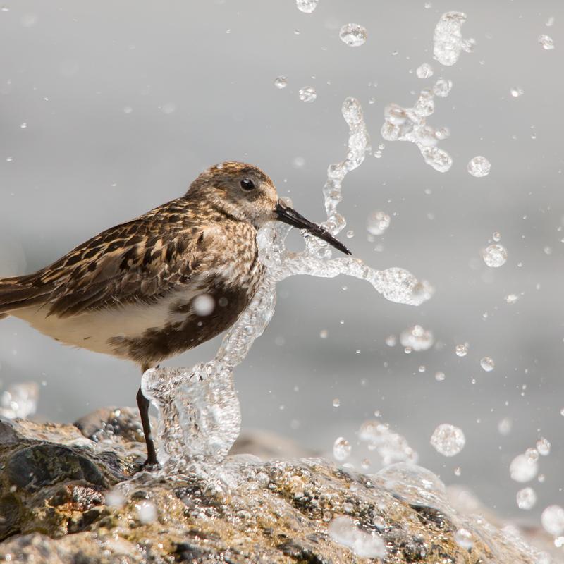 Vogelfotografie workshop strand en pier van ijmuiden — foto 5