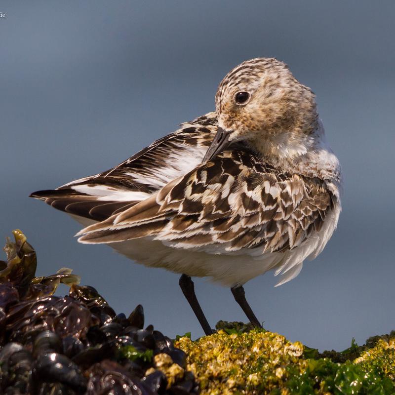 Vogelfotografie workshop strand en pier van ijmuiden — foto 6