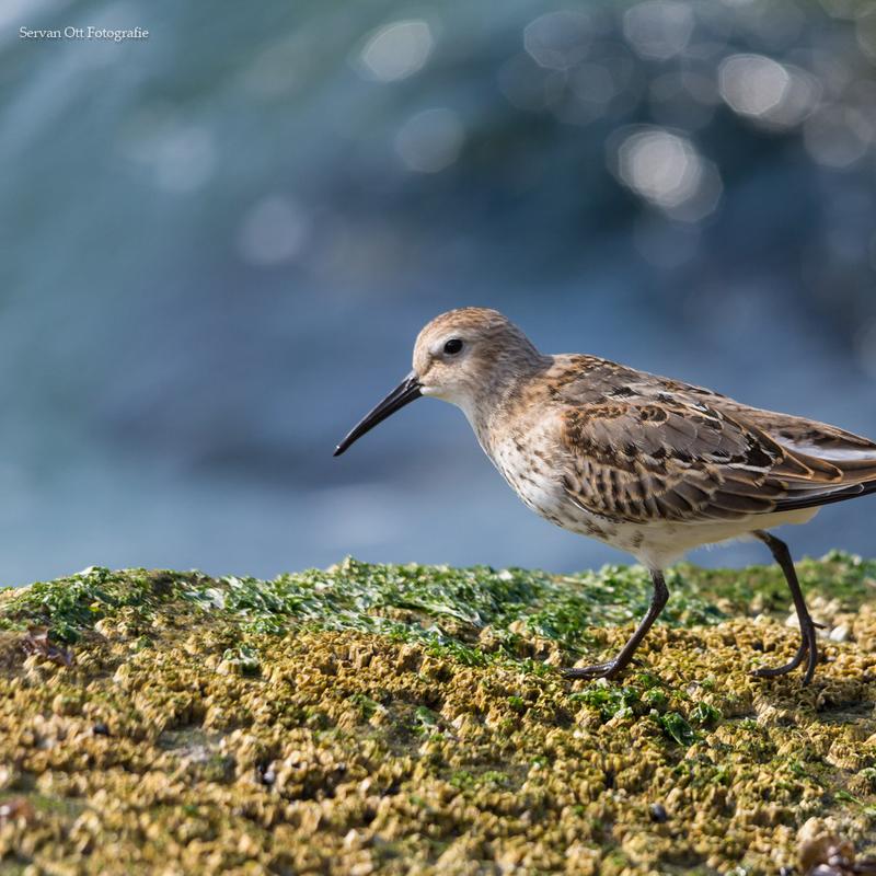 Vogelfotografie workshop strand en pier van ijmuiden — foto 7