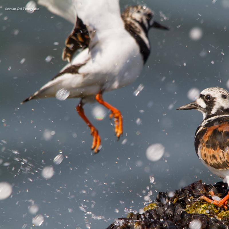 Vogelfotografie workshop strand en pier van ijmuiden — foto 8