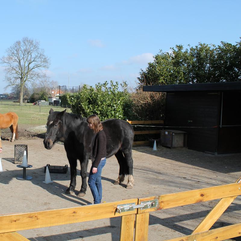 In je kracht met paardenkracht — foto 3