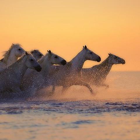 Kennismaking paardencoaching