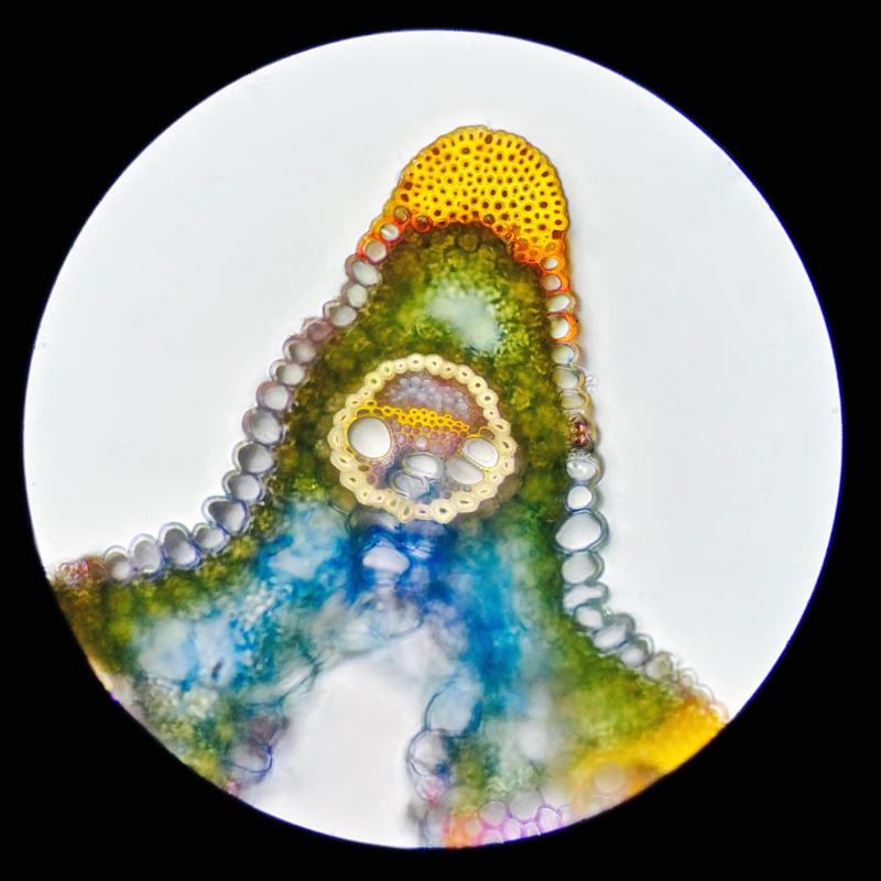 Microscopische ontdekkingsreis — foto 3