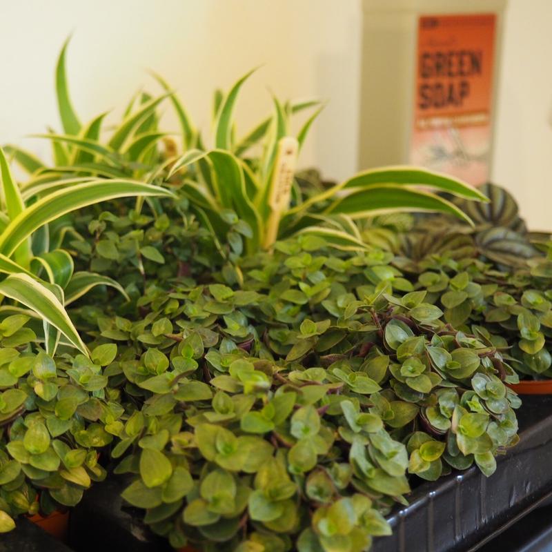Ecotuintje in fles 10 maart zwolle — foto 2