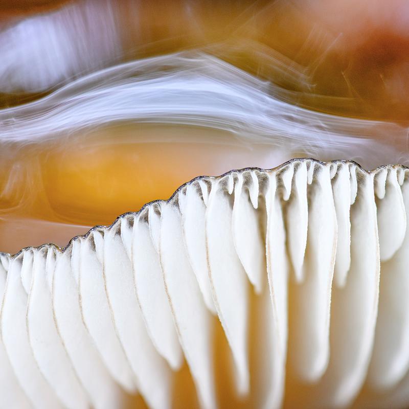 Workshop natuurfotografie paddenstoelen — foto 5