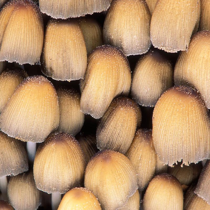 Workshop natuurfotografie paddenstoelen — foto 2