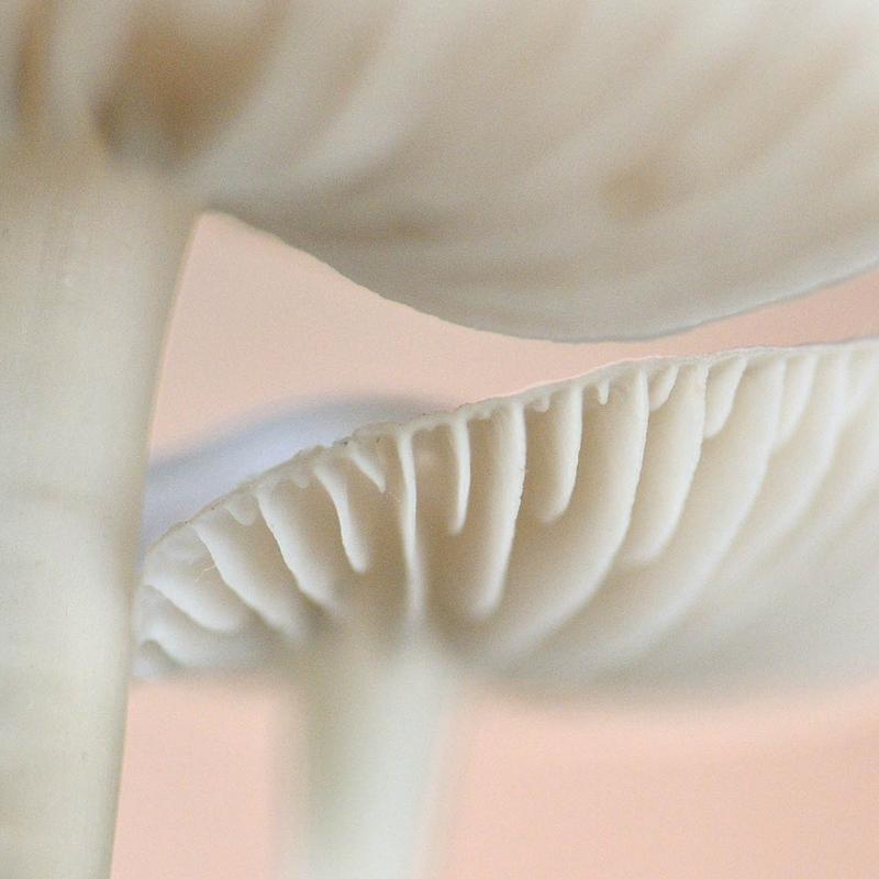 Workshop natuurfotografie paddenstoelen — foto 3
