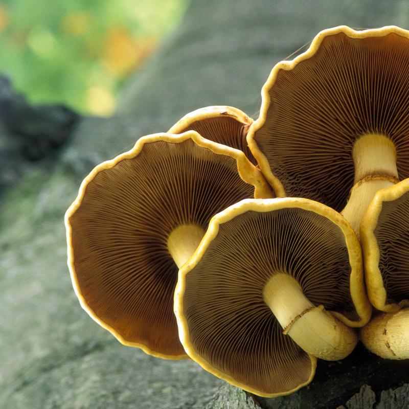 Workshop natuurfotografie paddenstoelen — foto 4