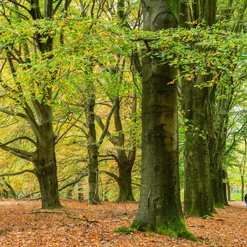 Workshop natuurfotografie kaapse bossen — foto 2