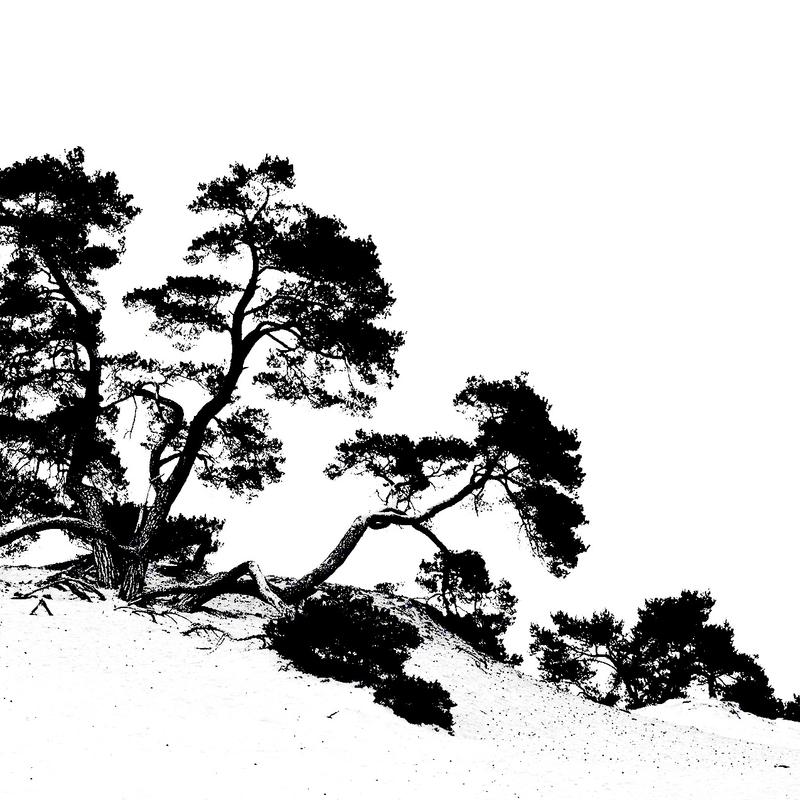 Workshop natuurfotografie kootwijkerzand — foto 3