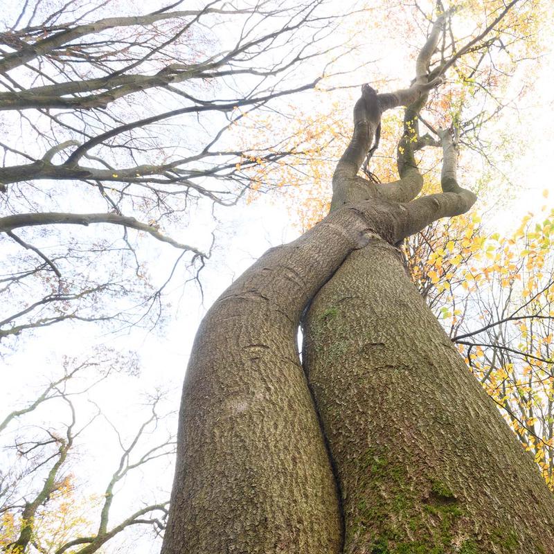 Workshop natuurfotografie speulderbos — foto 4