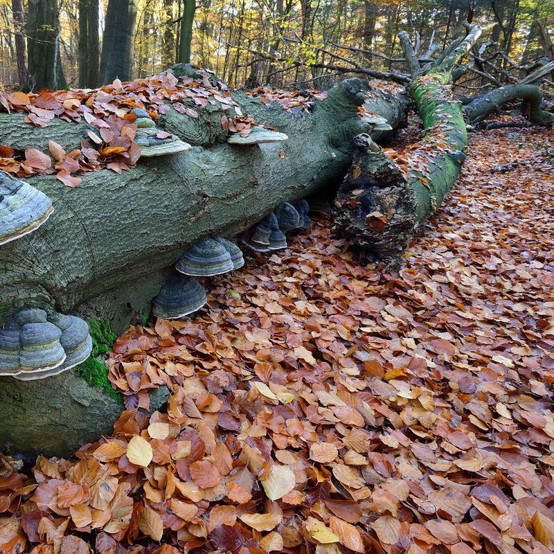 Workshop natuurfotografie amerongse bos — foto 2