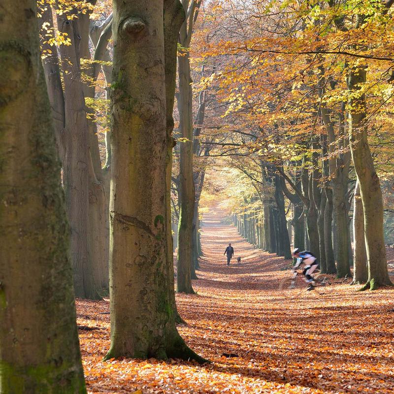 Workshop natuurfotografie amerongse bos — foto 3