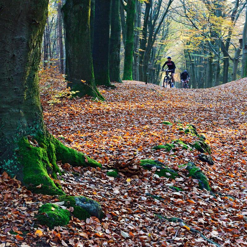 Workshop natuurfotografie amerongse bos — foto 4