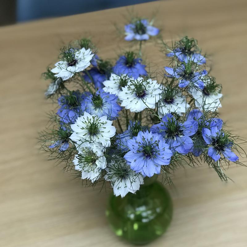 Workshop pluktuinontwerp — foto 3